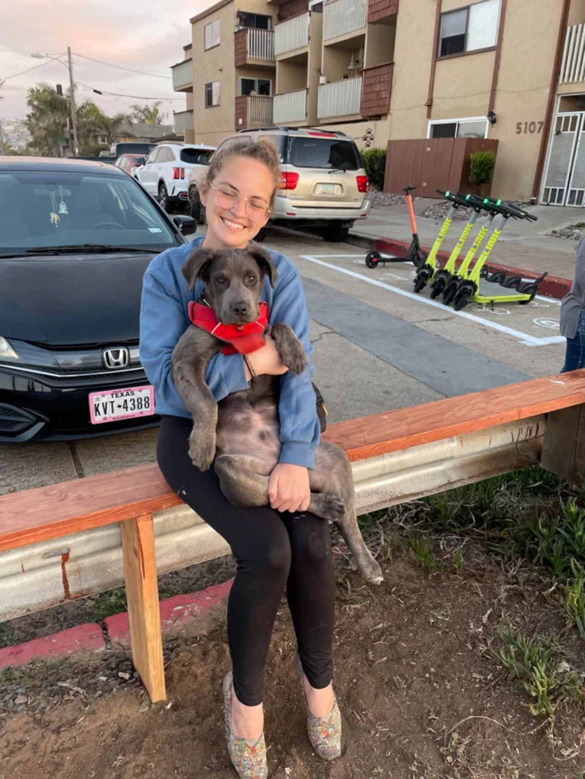 grey dog sitting on a woman's lap