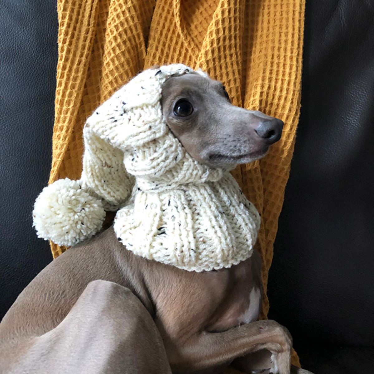 grey greyhound wearing a white crocheted hat with a white pom pom