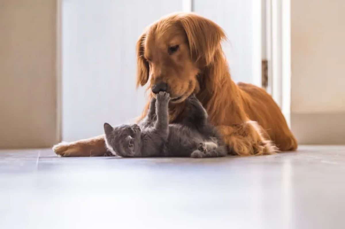 grey kitten laying belly up reaching a paw onto a golden retriever's mouth