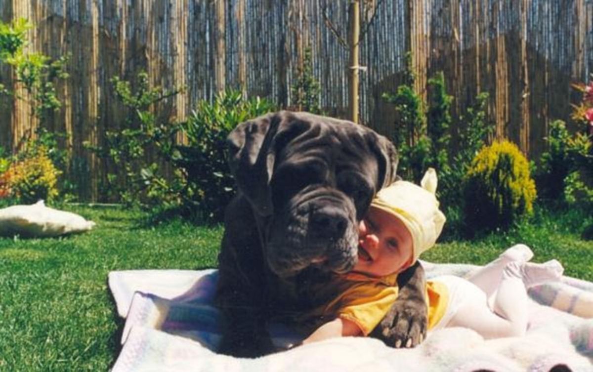 grey mastiff cuddling with a baby on a white blanket in grass