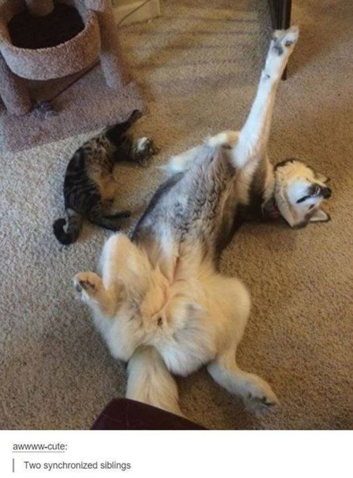 grey tabby cat and black and white husky laying belly up on carpet stretching the left front leg upwards
