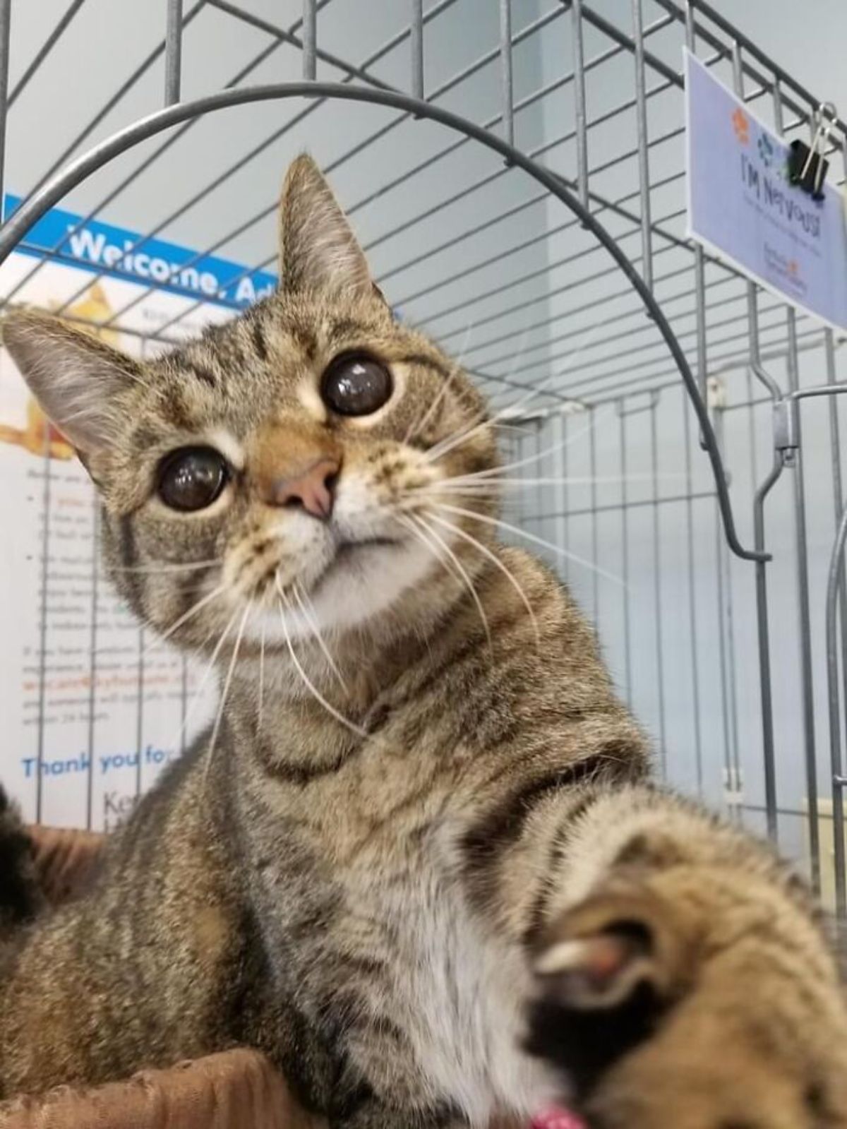 grey tabby cat in a cage with one paw reaching towards the camera