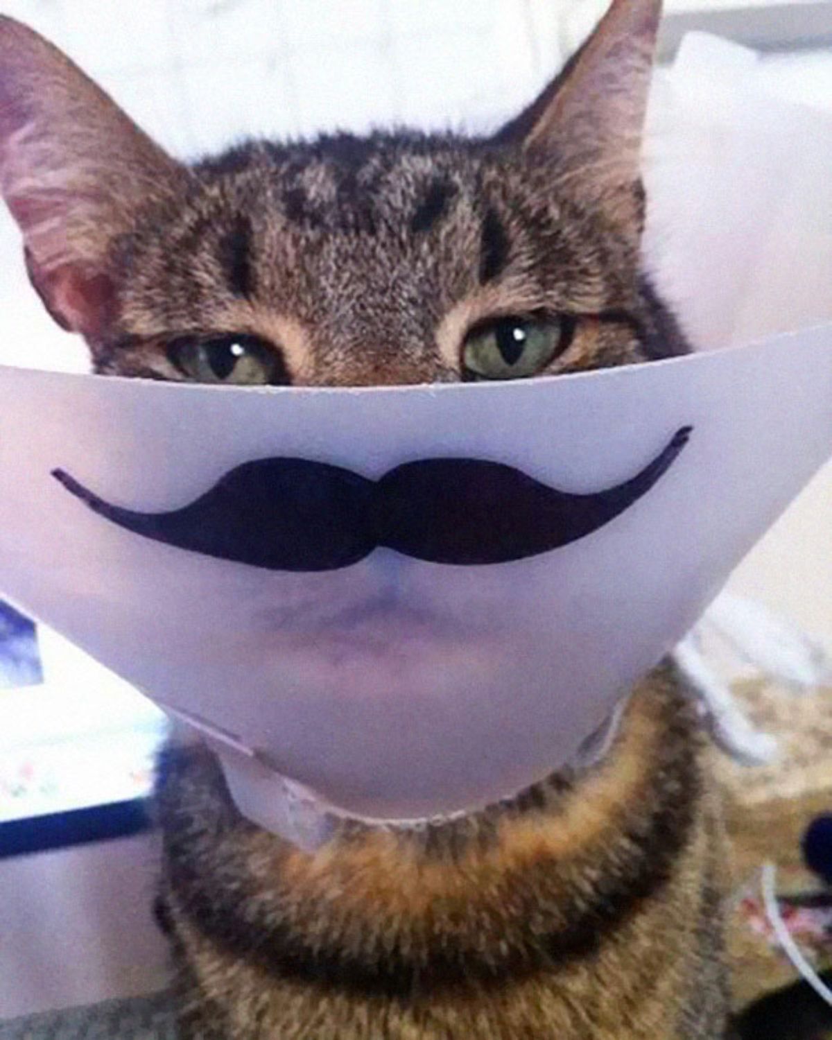 grey tabby cat in a white cone of shame with a black moustache on the front