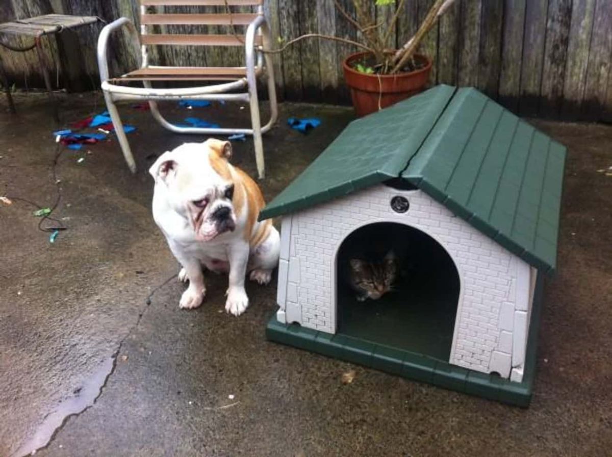 grey tabby cat laying inside a white and green dog house with a brown and white bulldog sitting next to it