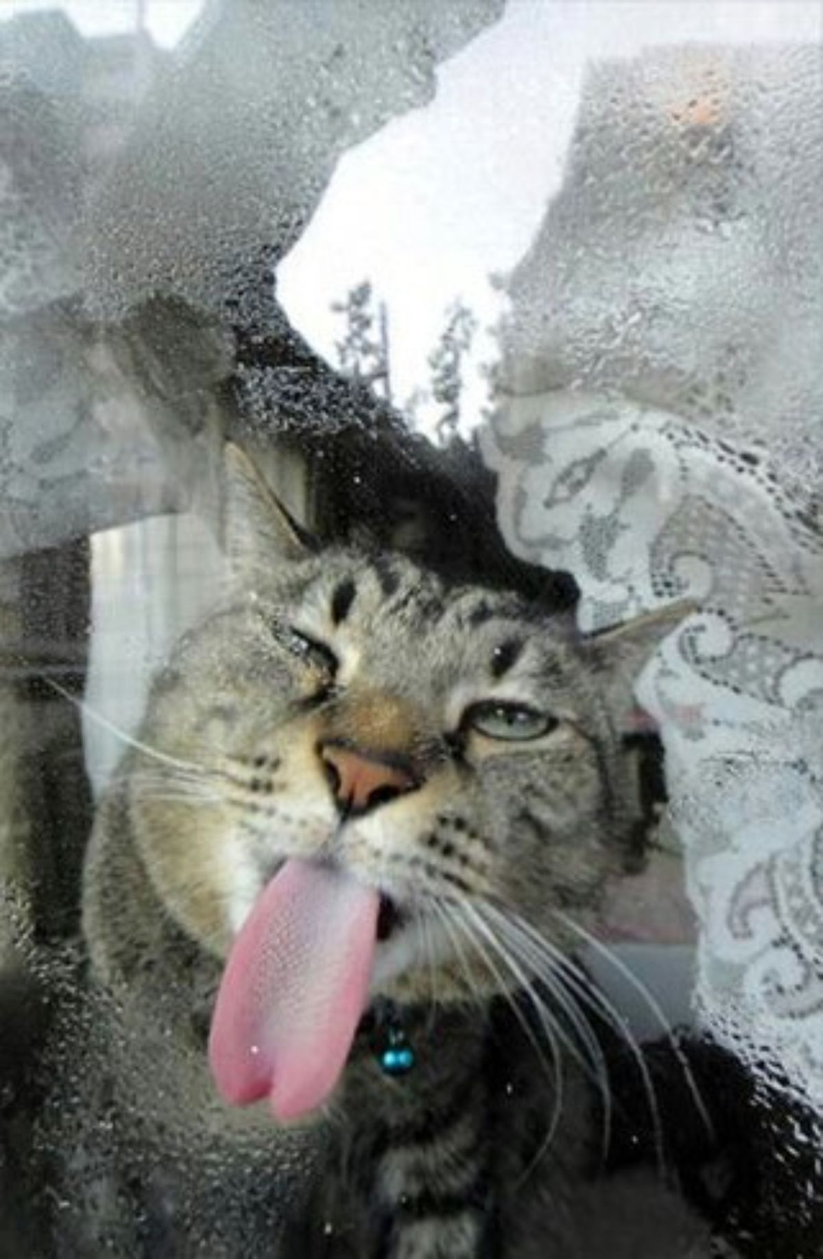 grey tabby cat licking a glass with water droplets on it