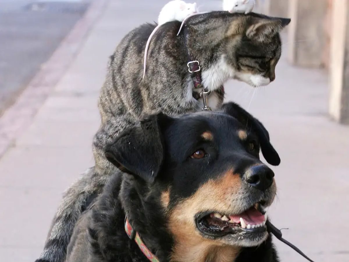 grey tabby cat sitting on the head of a black and brown dog