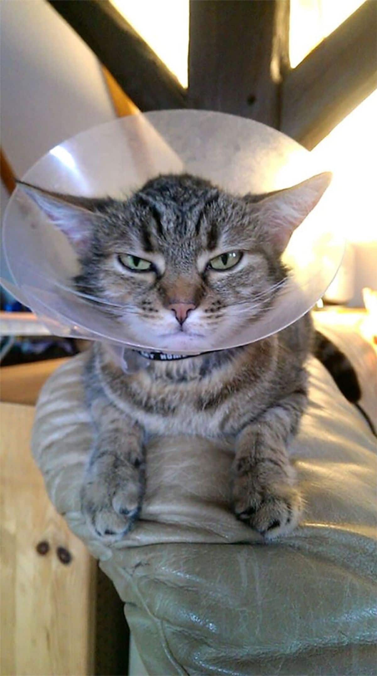 grey tabby cat wearing a cone of shame and looking annoyed and angry