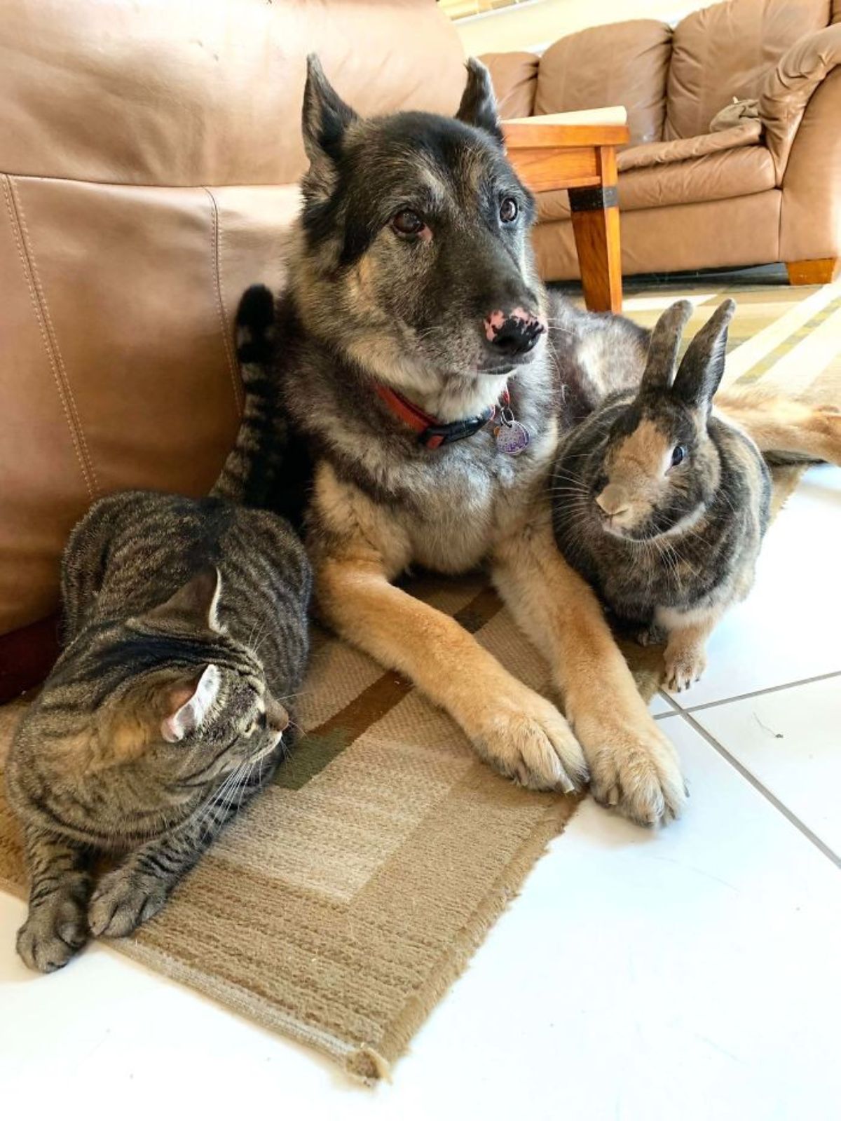 grey tabby laying next to a german shepherd and a brown and black rabbit
