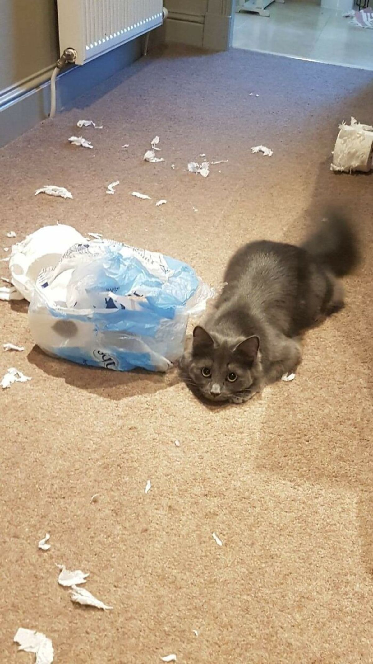 grey cat laying on the floor with ripped up toilet paper