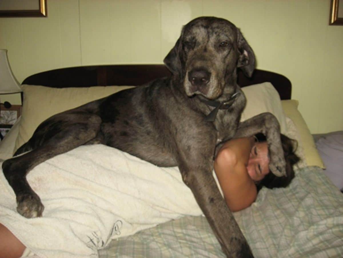 grey great dane laying on a person laying on a grey bed