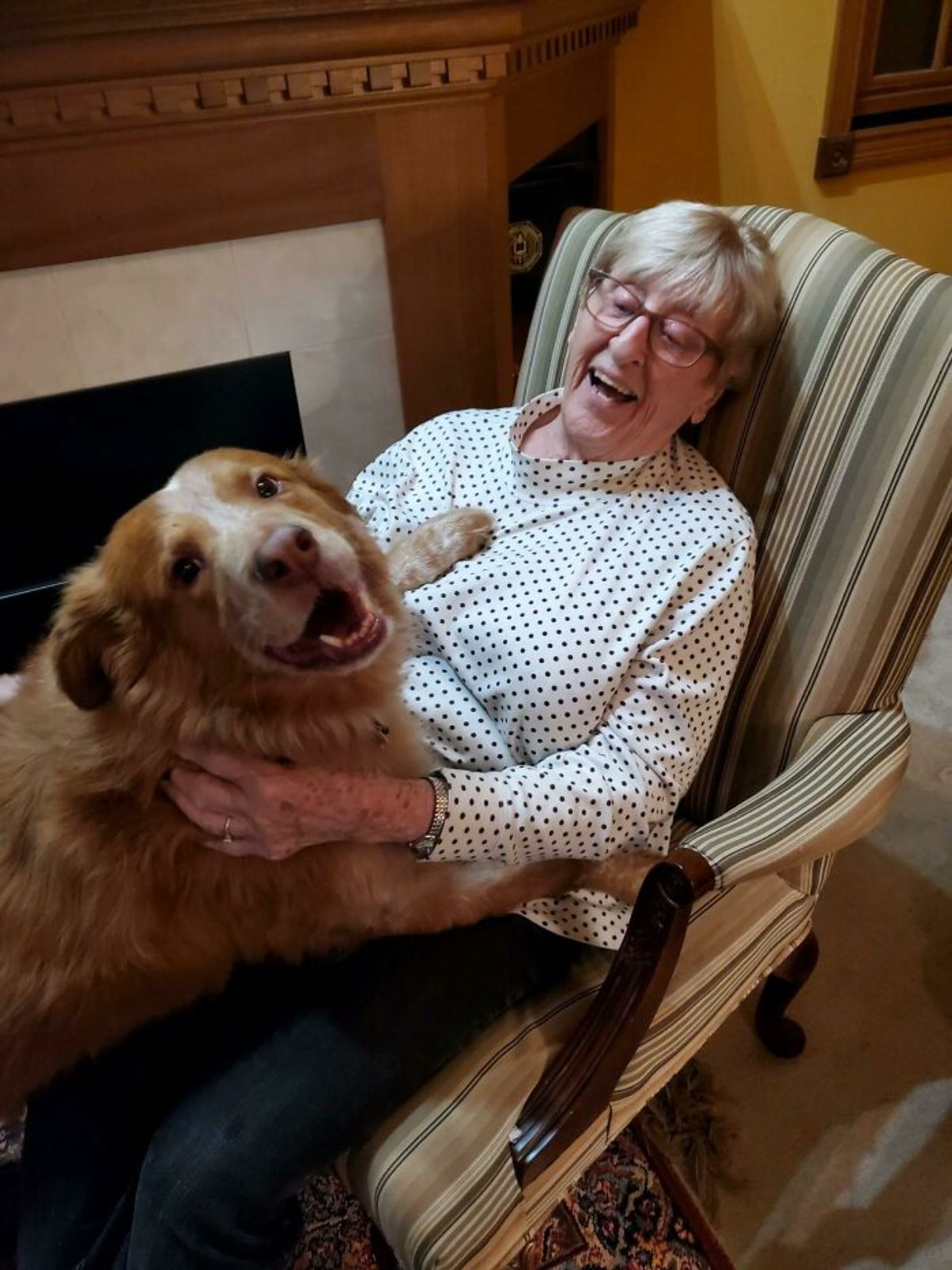 happy brown and white dog laying on an old woman's lap