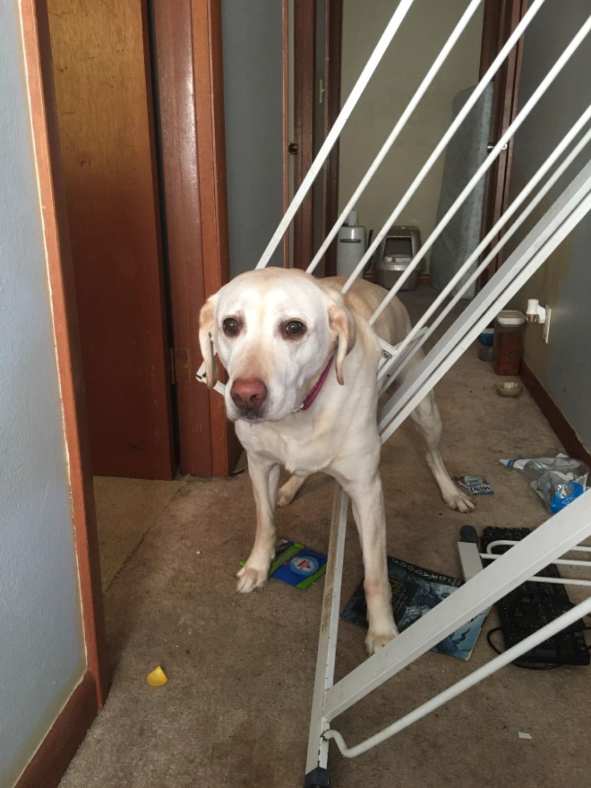 labrador retriever standing in a hallway with the body stuck in a white baby gate
