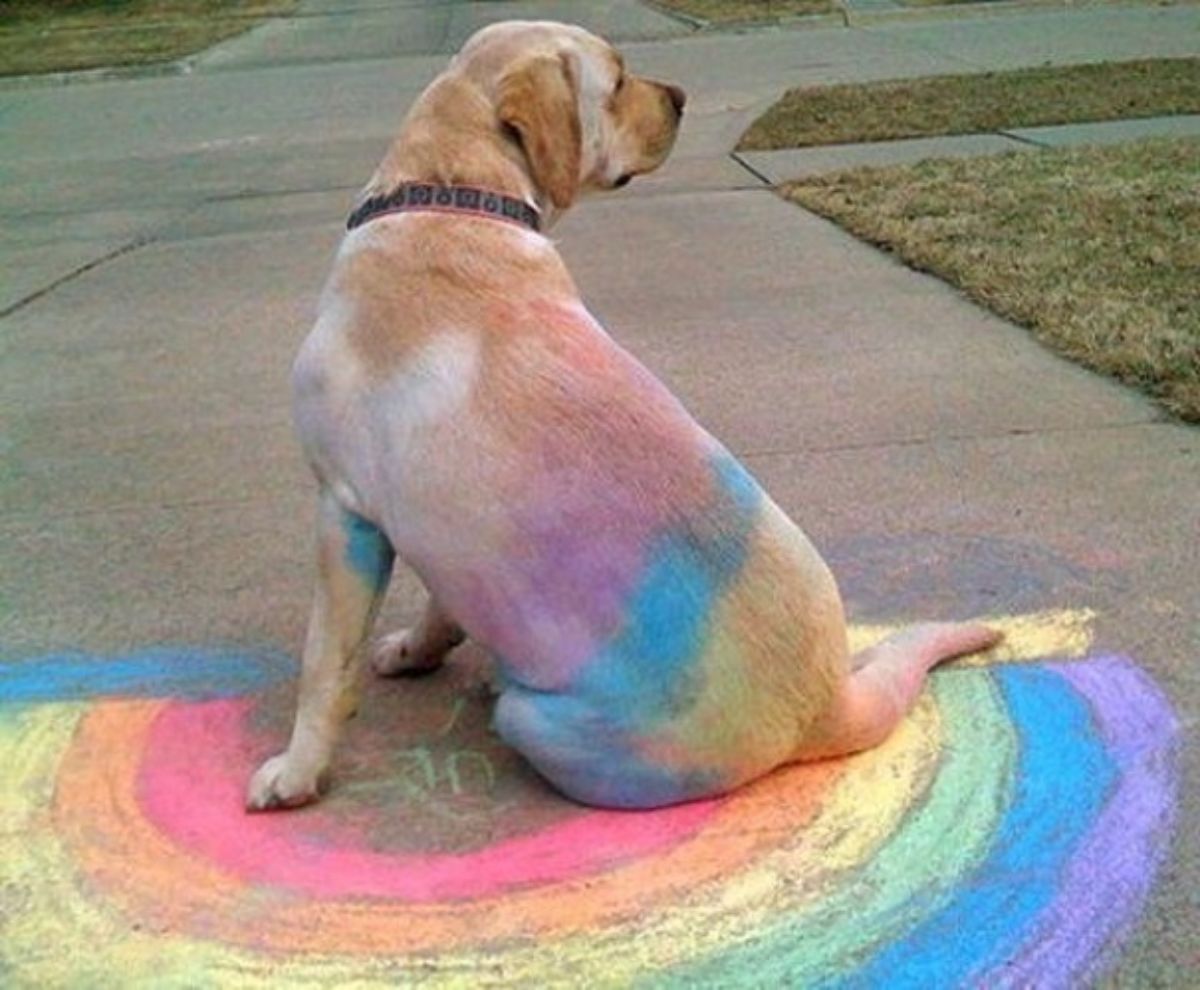 labrador retriever with rainbow chalk on the body sitting on a rainbow drawn in chalk on a pavement