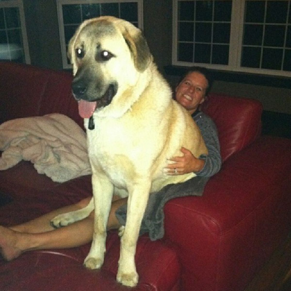 large brown dog sitting on a person's lap who is sitting on a red sofa