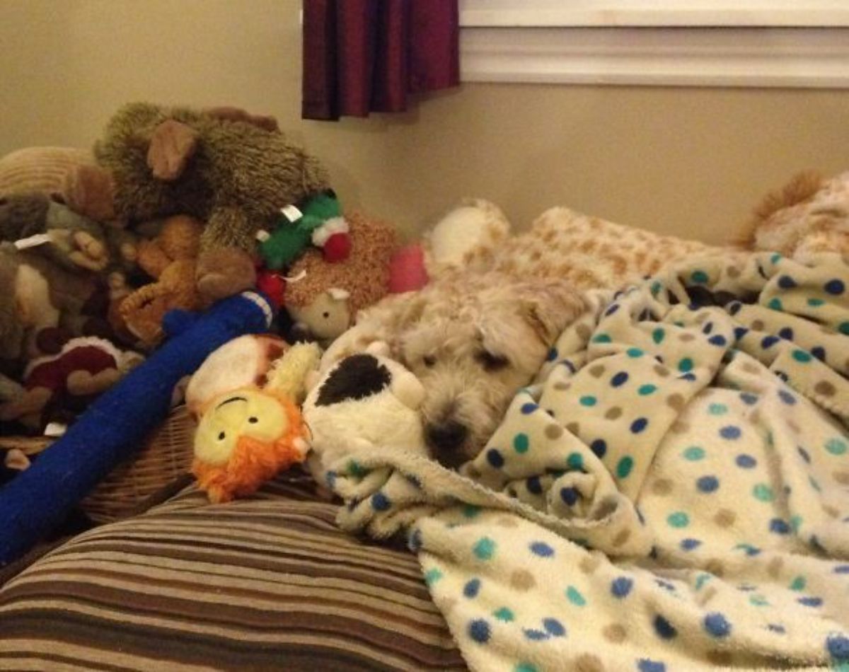 light brown dog on a colourful blanket on a brown bed with stuffed toys on its right
