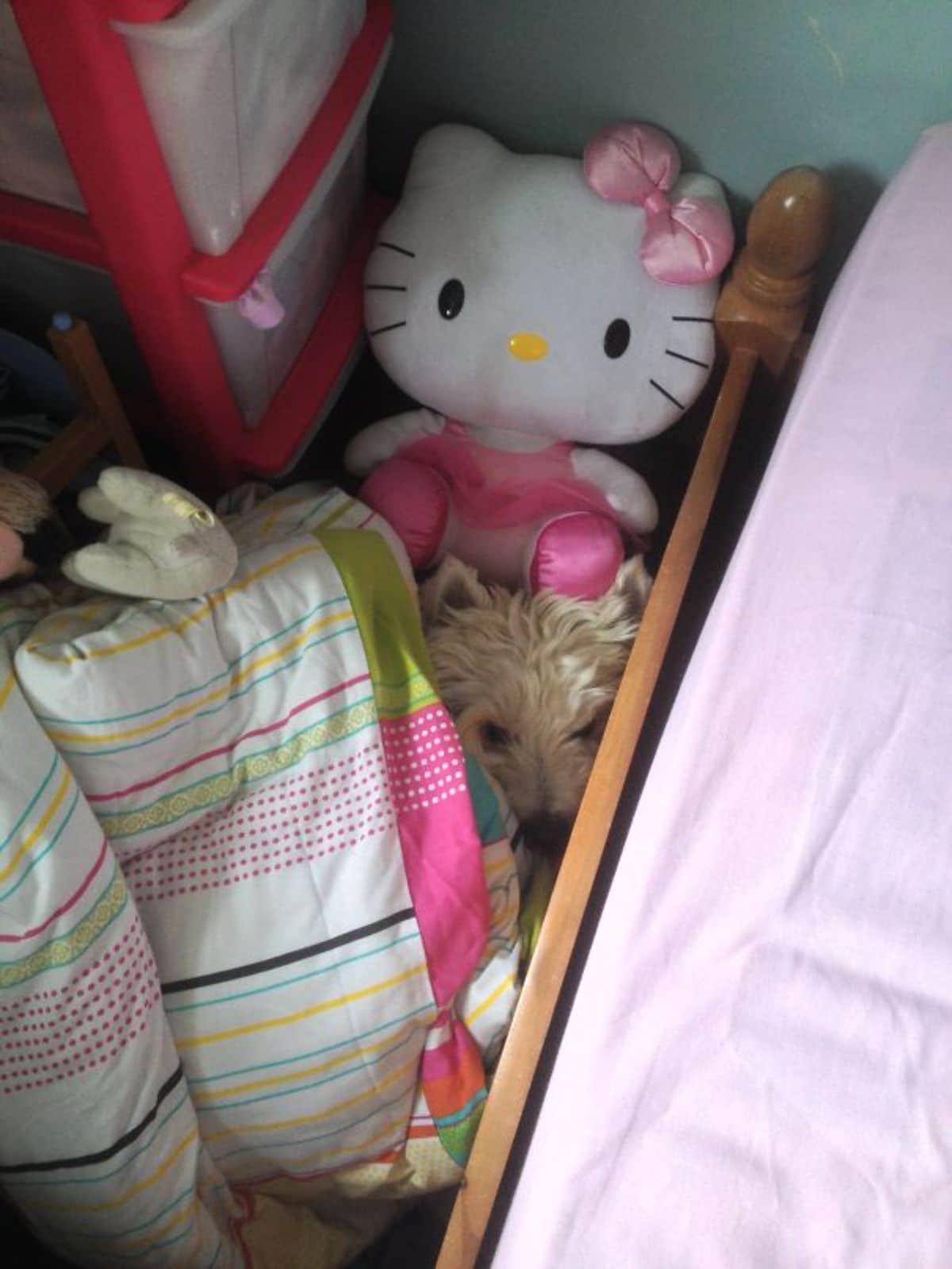 light brown fluffy dog hiding behind a bed with some blankets and a large hello kitty toy