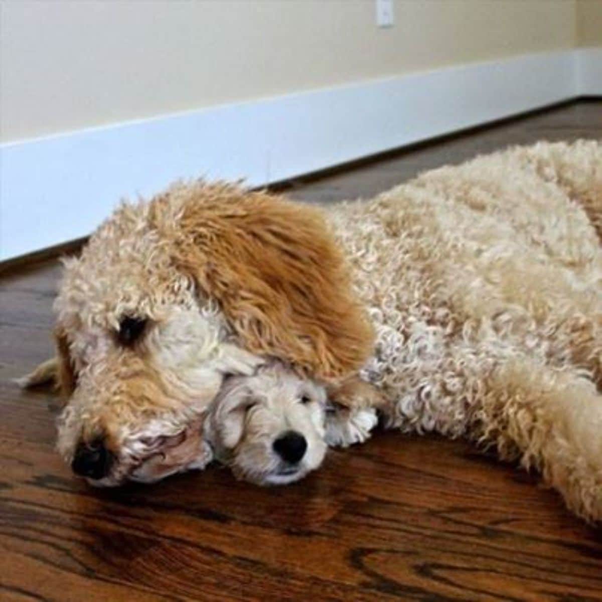 light brown poodle laying on a white poodle puppy