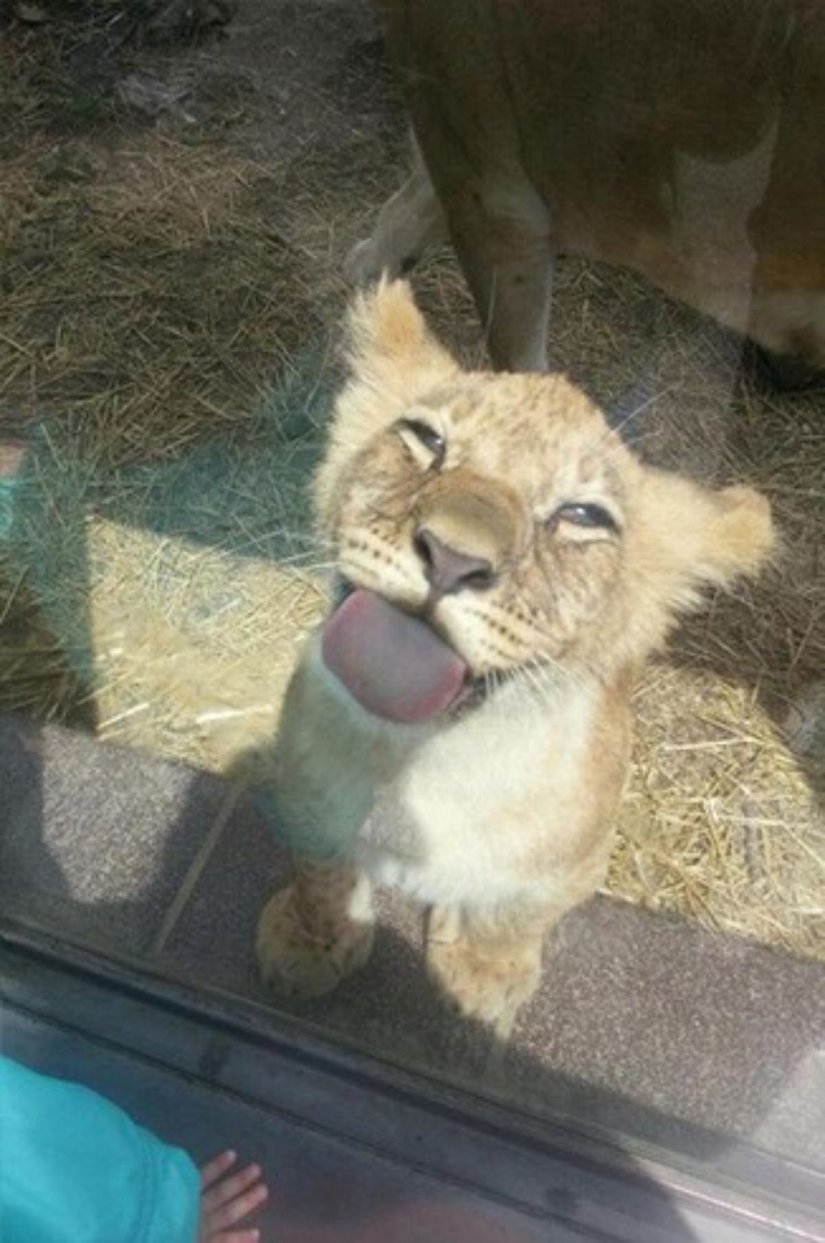 lion cub licking a glass enclosure