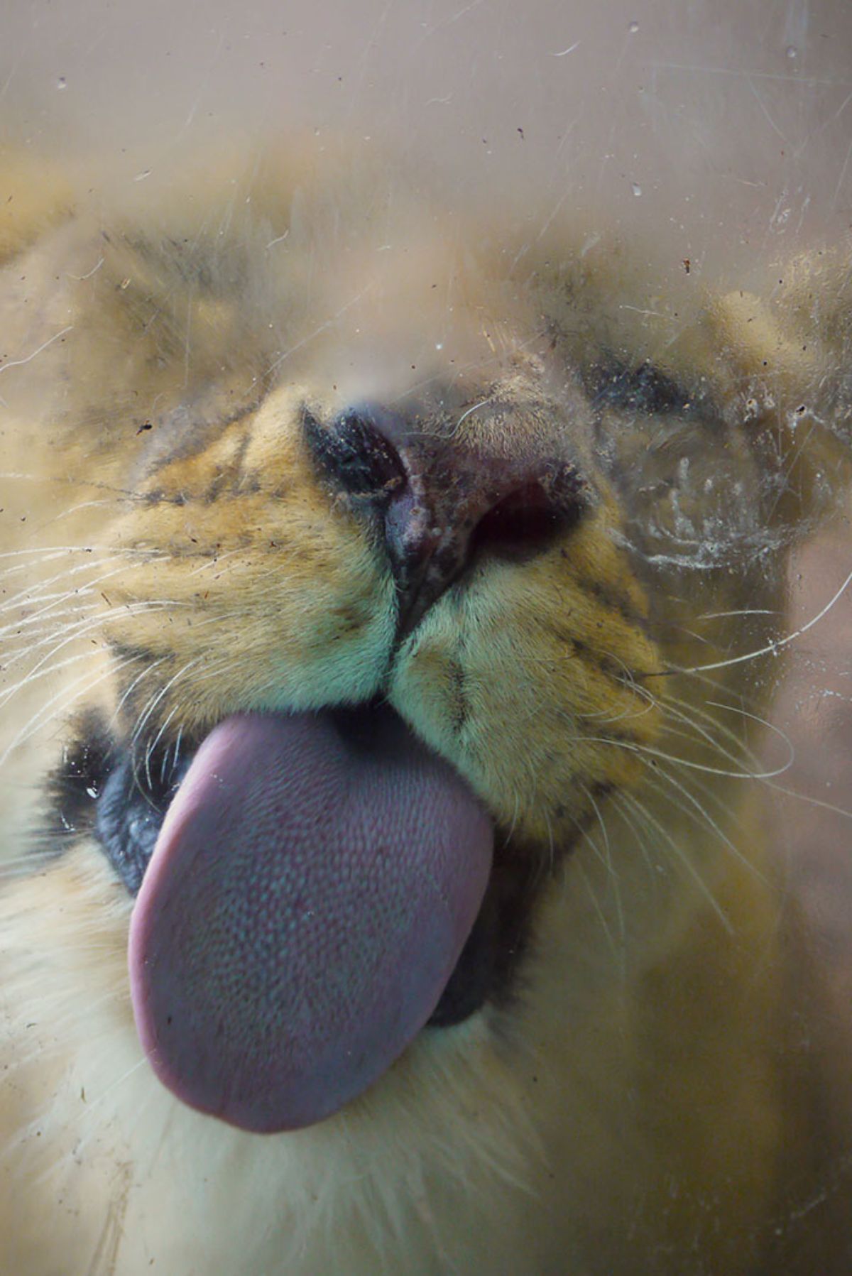 lion licking a glass