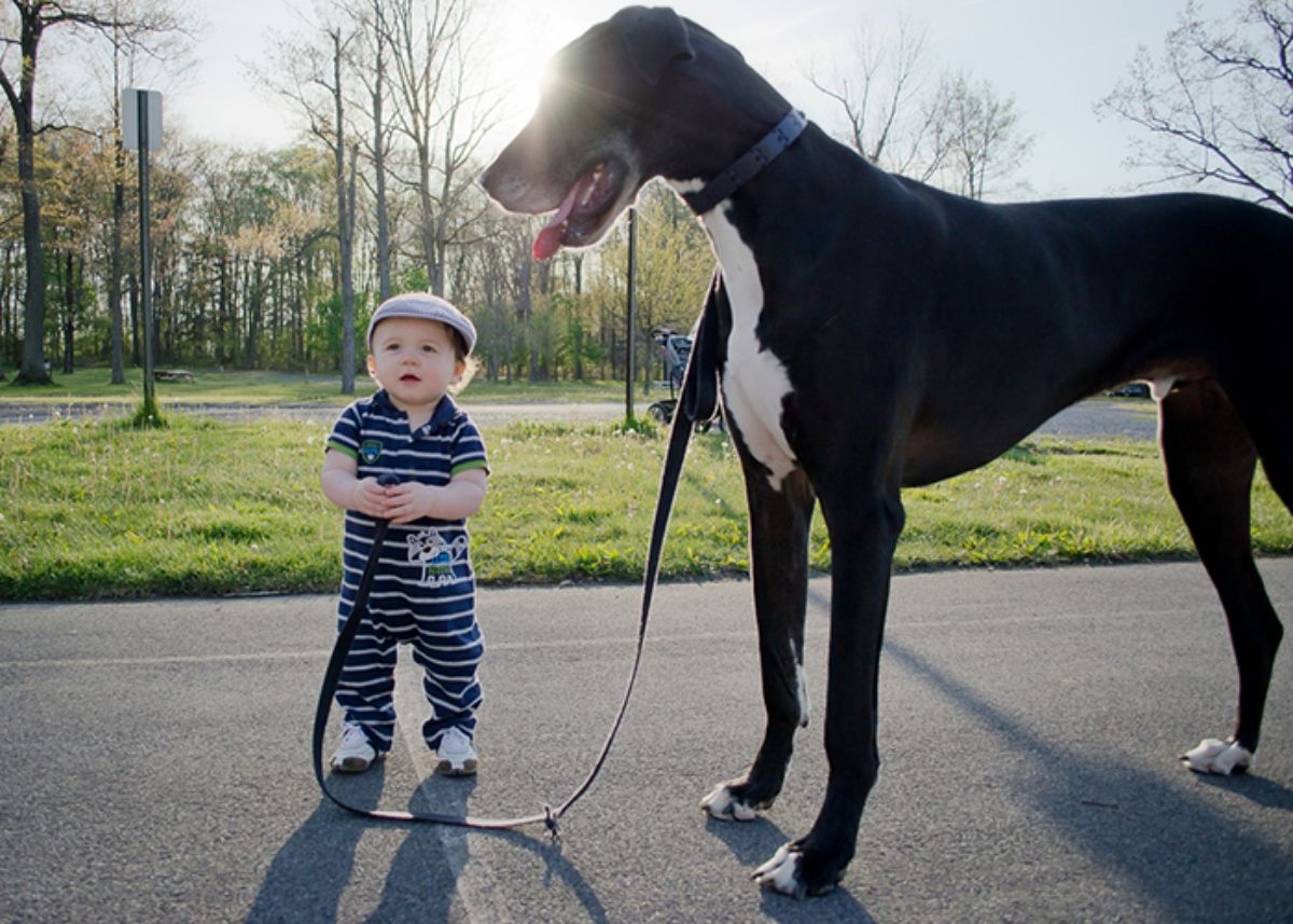 little boy holding a black and white great dane's leash on a road