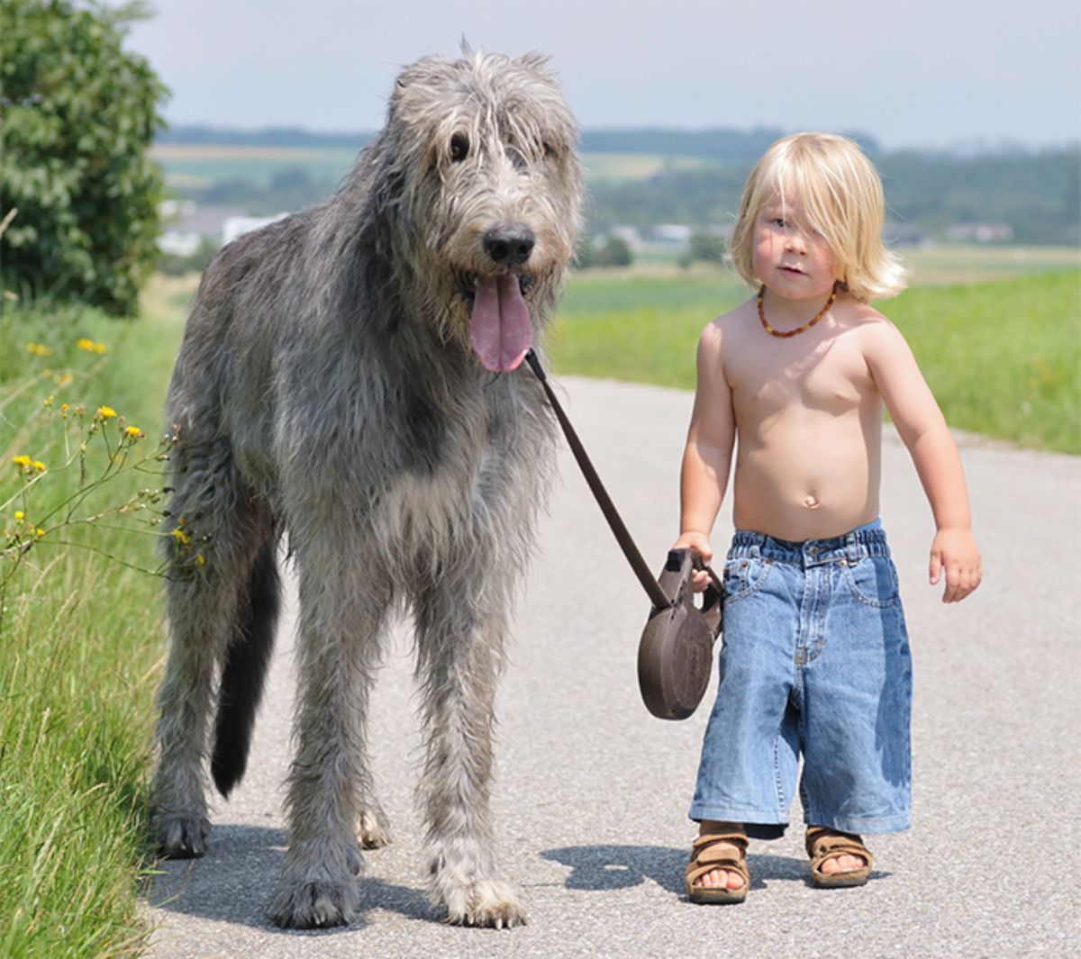 little boy holding the leash to grey irish wolfhound on a road