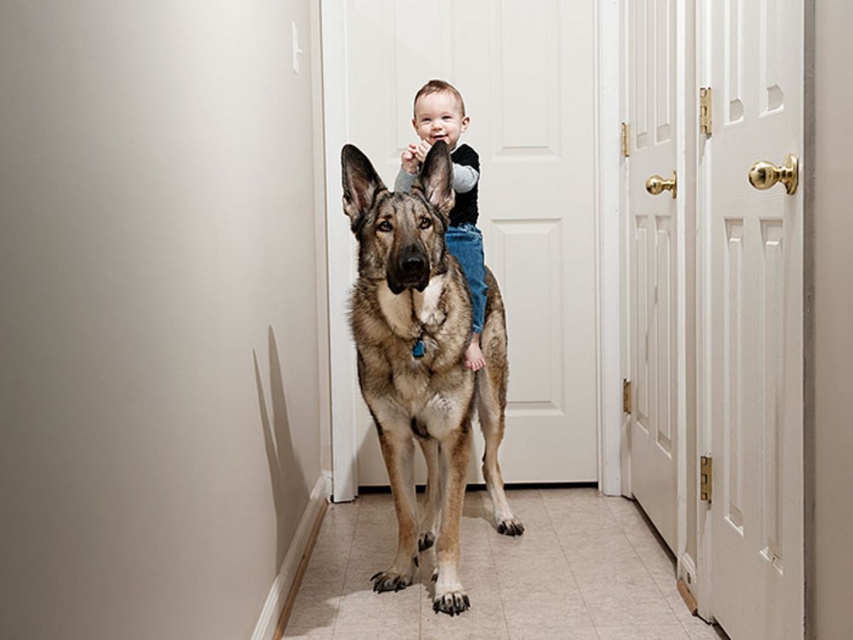 little boy sitting astride a german shepherd standing in a corridor in front of a white door