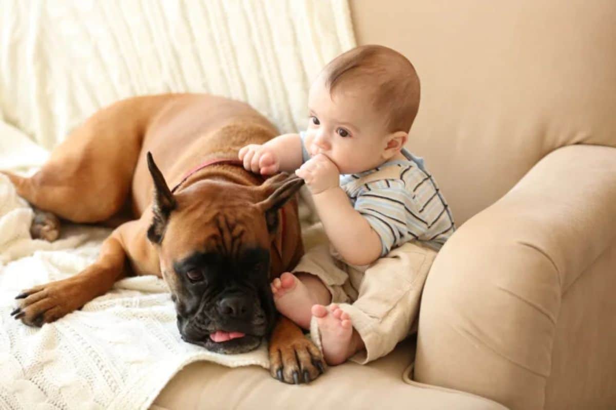little boy sitting on brown sofa next to brown boxer laying on a white white blanket and the boy is holding the dog's ear