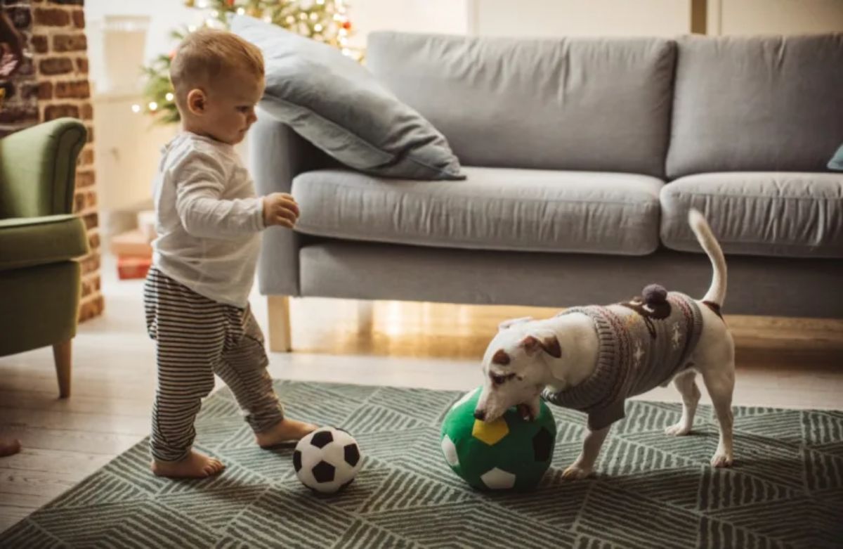 little boy standing with a soccer ball next to a brown and white dog biting a large green white and yellow ball