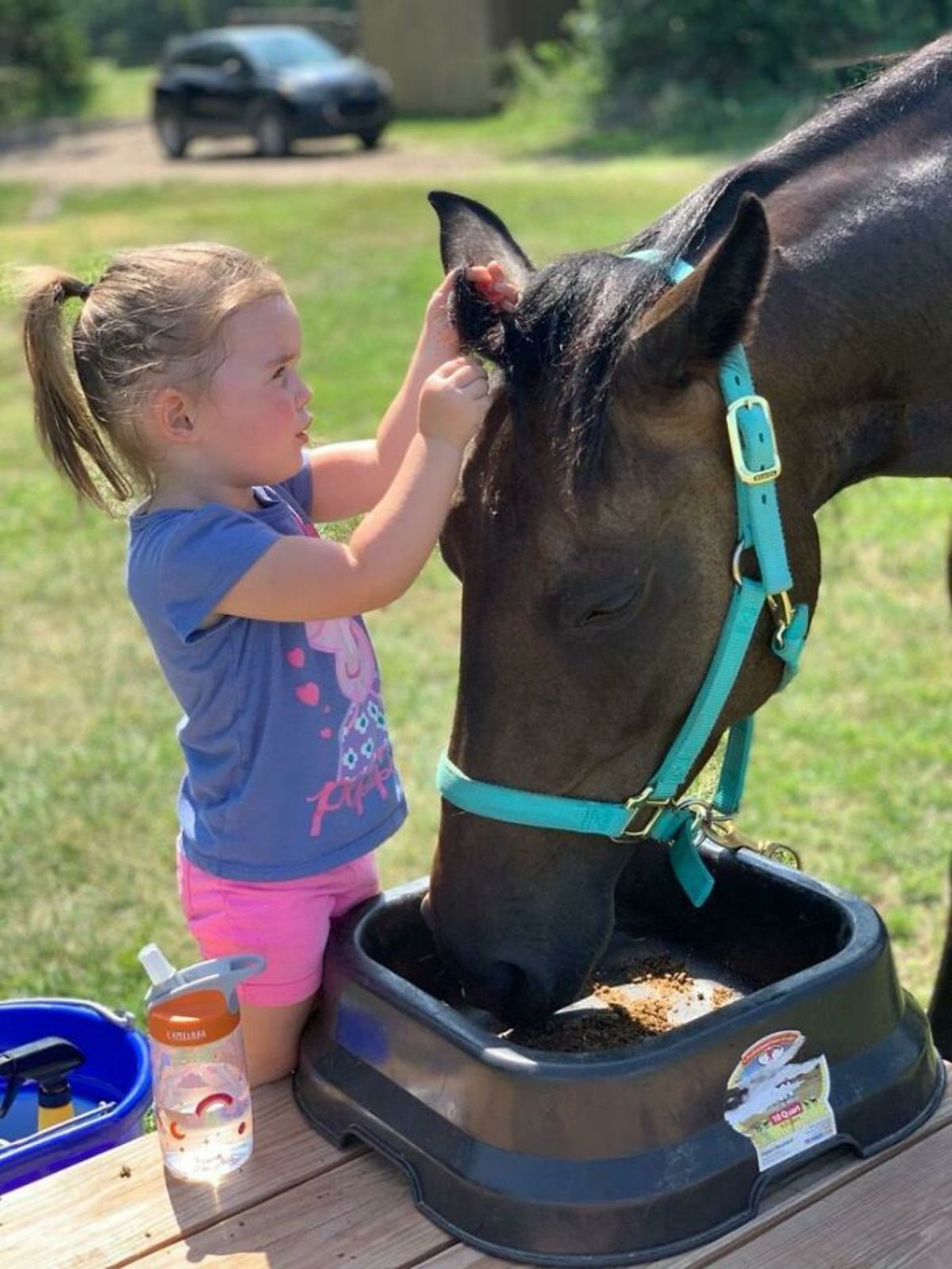 little girl braiding the mane of a brown horse eating from a barrel