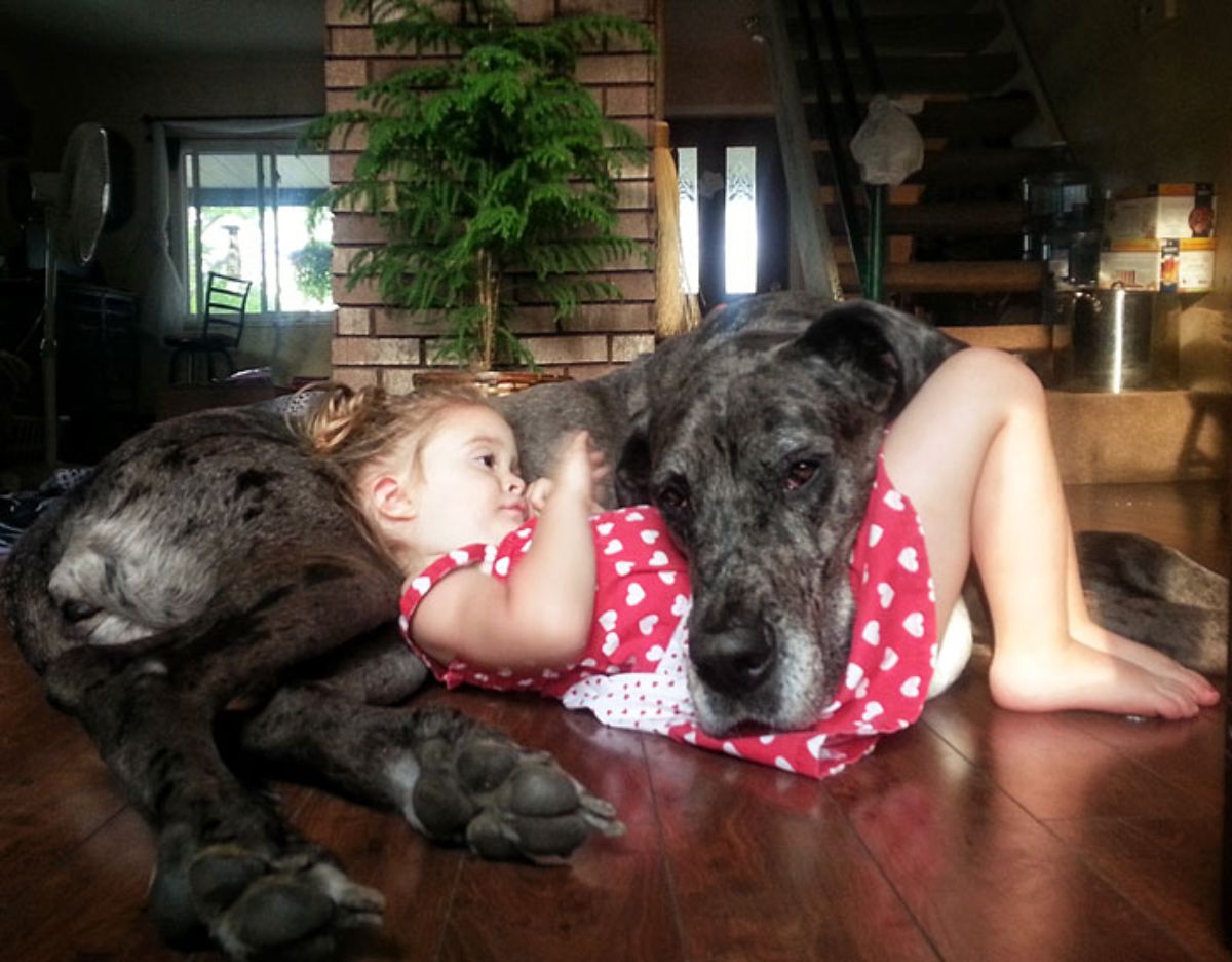 little girl cuddling with a black and white great dane on a wooden surface