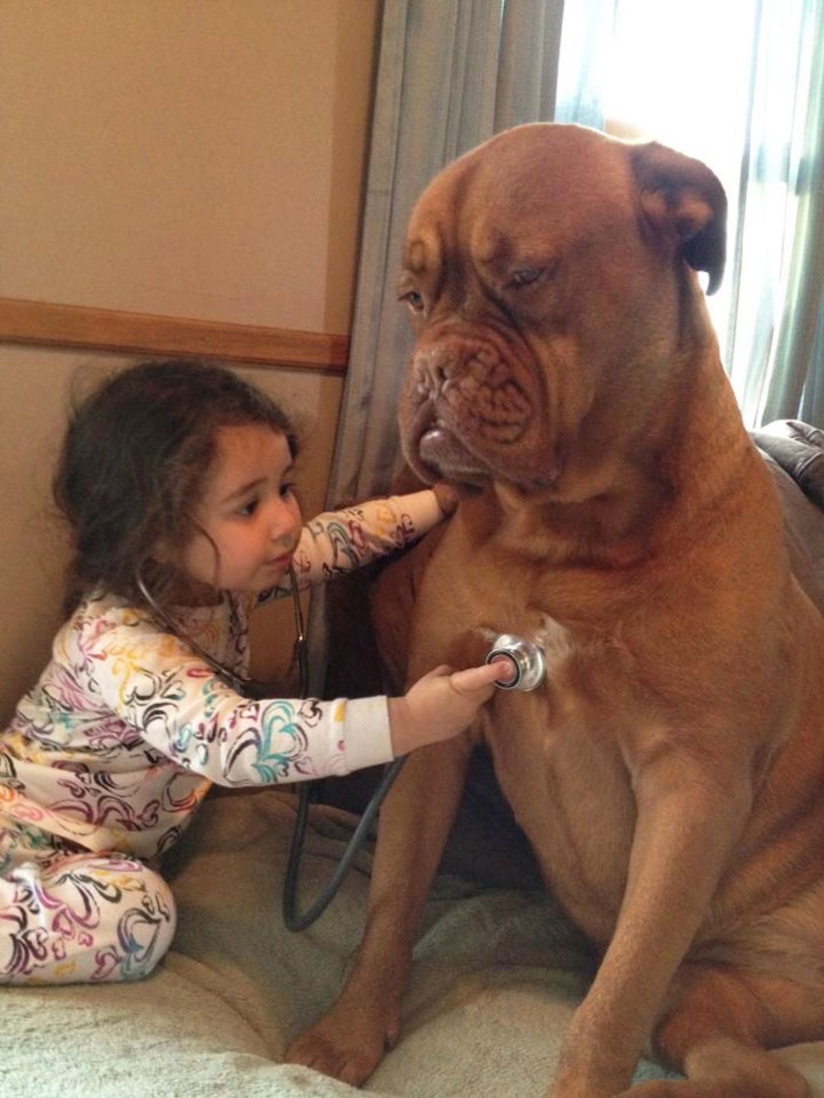 little girl holding up a stethoscope to a large brown mastiff