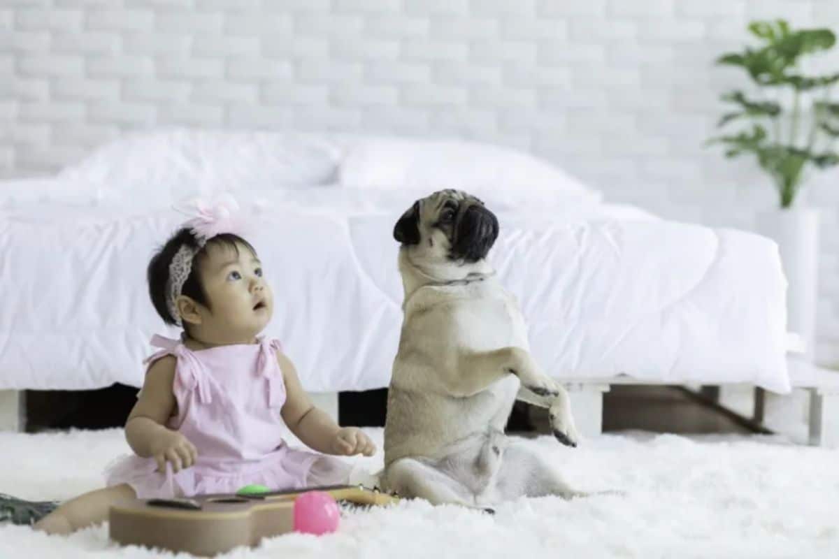 little girl in pink sitting on a white blanket next to a brown pug sitting on its haunches with front legs raised