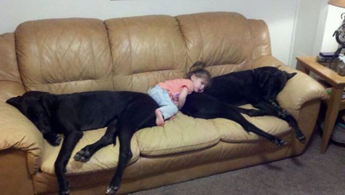 little girl laying between 2 large black dogs on a brown sofa