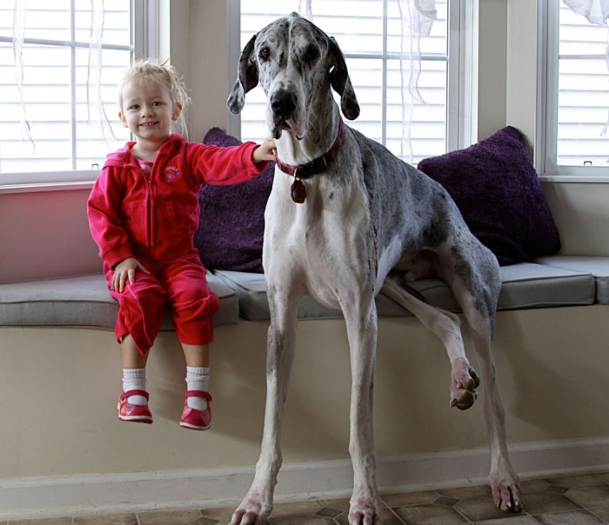 little girl sitting on a windowseat next to a white and black great dane who is sitting on the seat with the front legs on the floor
