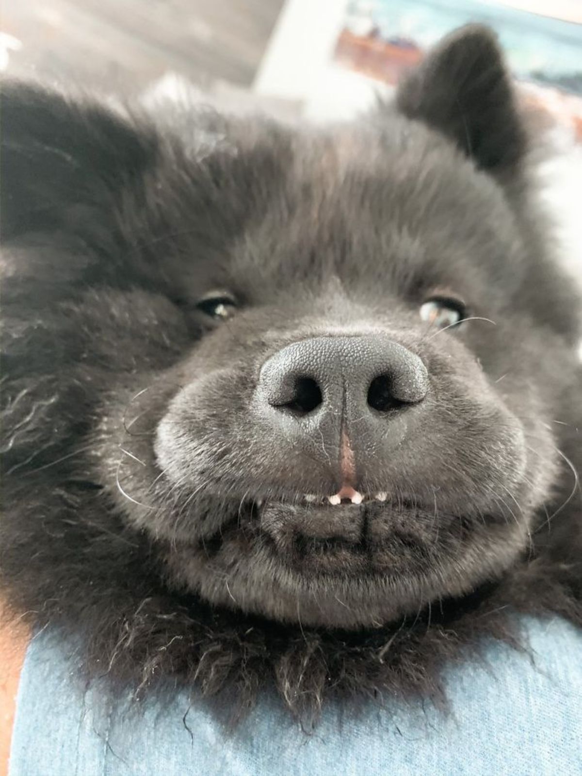 close up of black dog's face with 4 small teeth showing