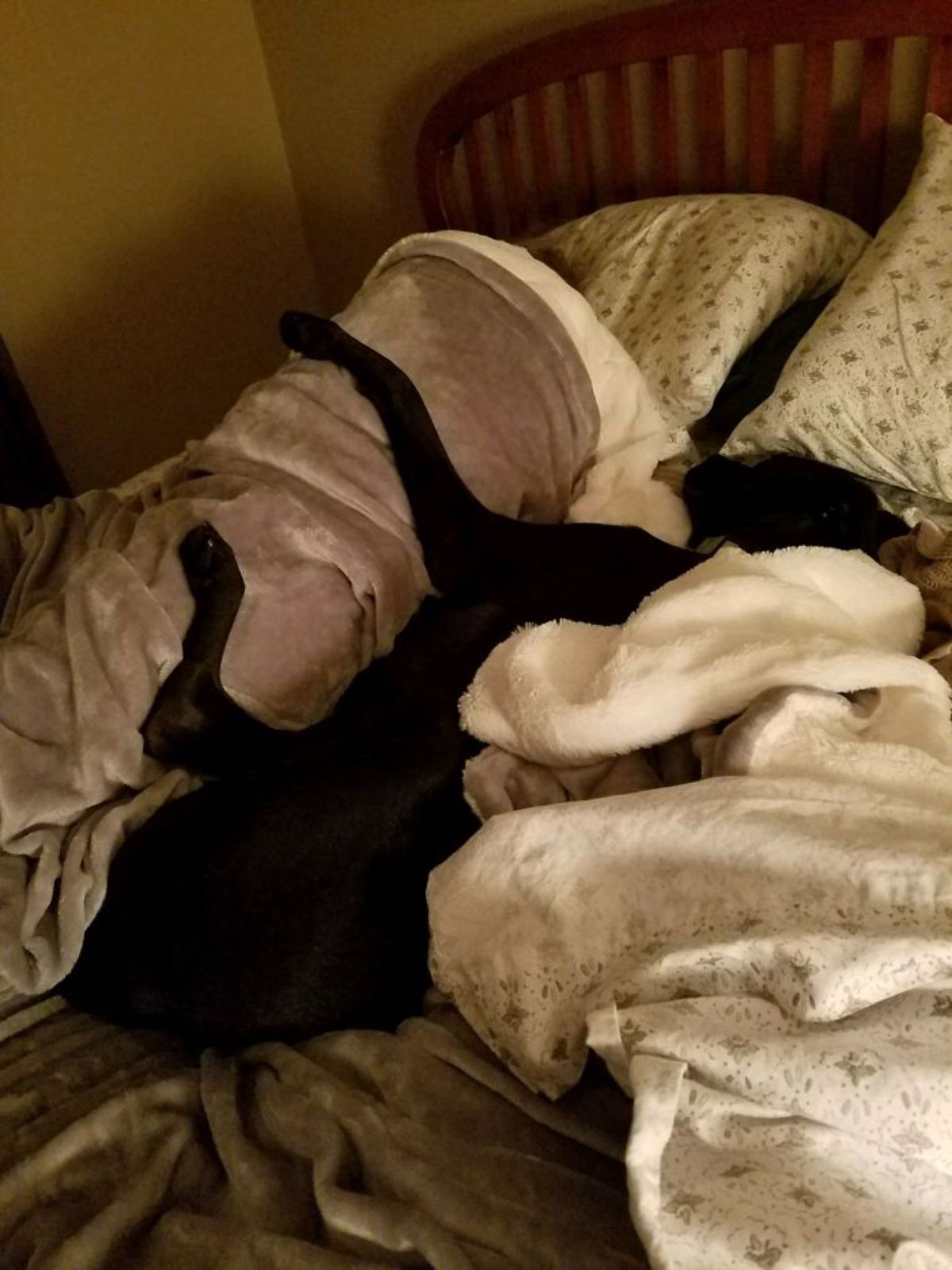 man sleeping under a brown blanket with a black dog cuddling him