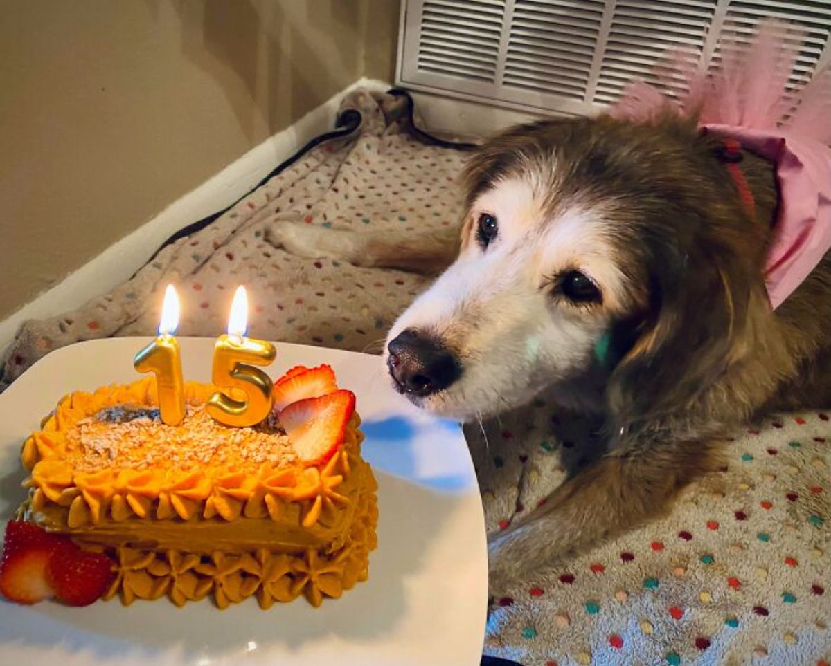 old black and white dog in a pink dress on a dog bed with a birthday cake with candles saying 15 at the top