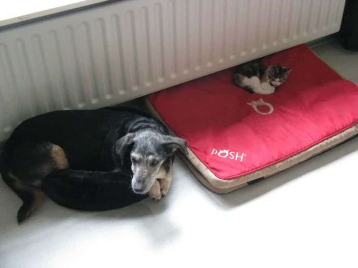 old black dog sleeping on a small cat bed and a black white and orange cat sleeping on a large red dog bed