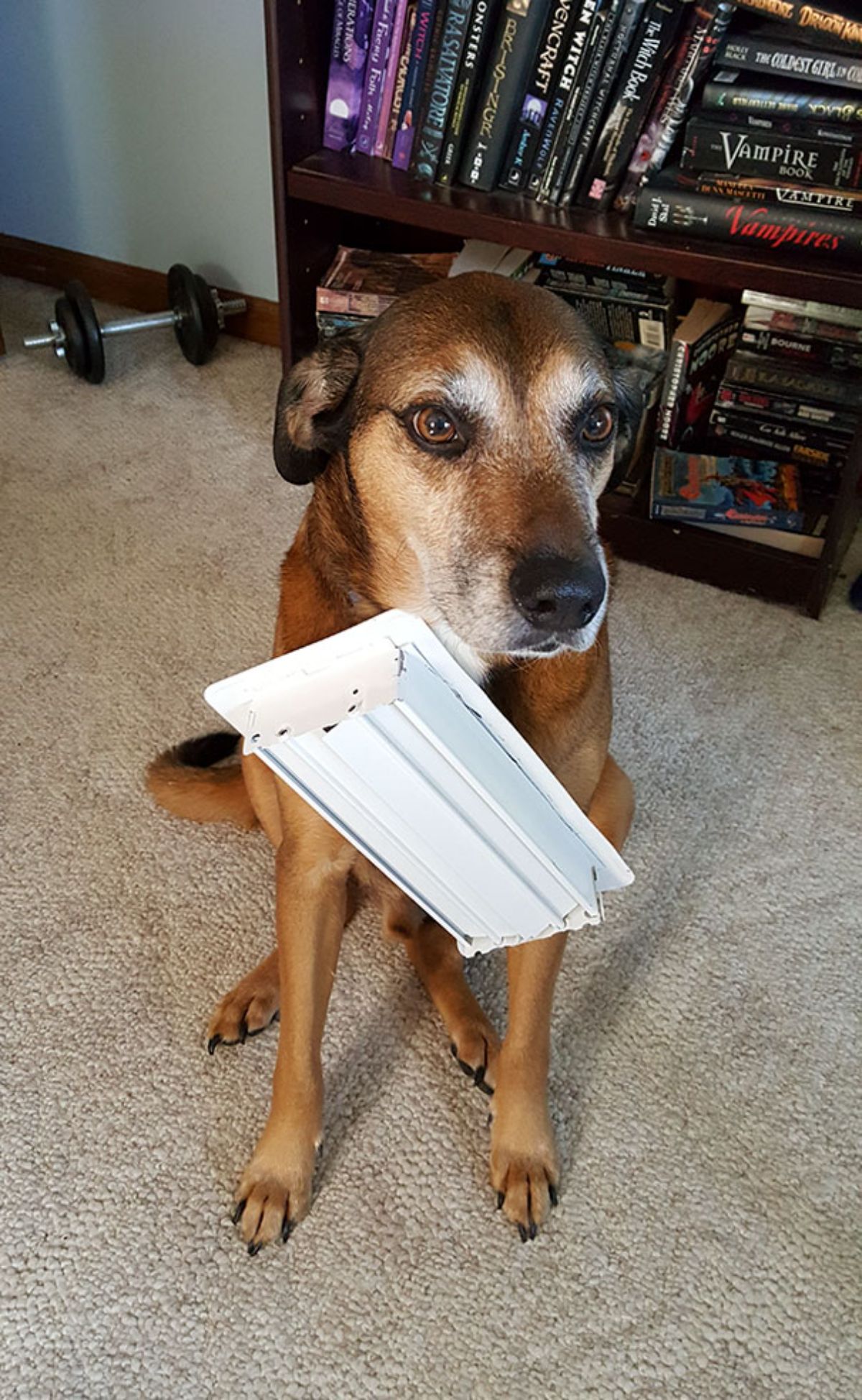 old brown and white dog sitting on the floor with a part of white vent stuck to the collar