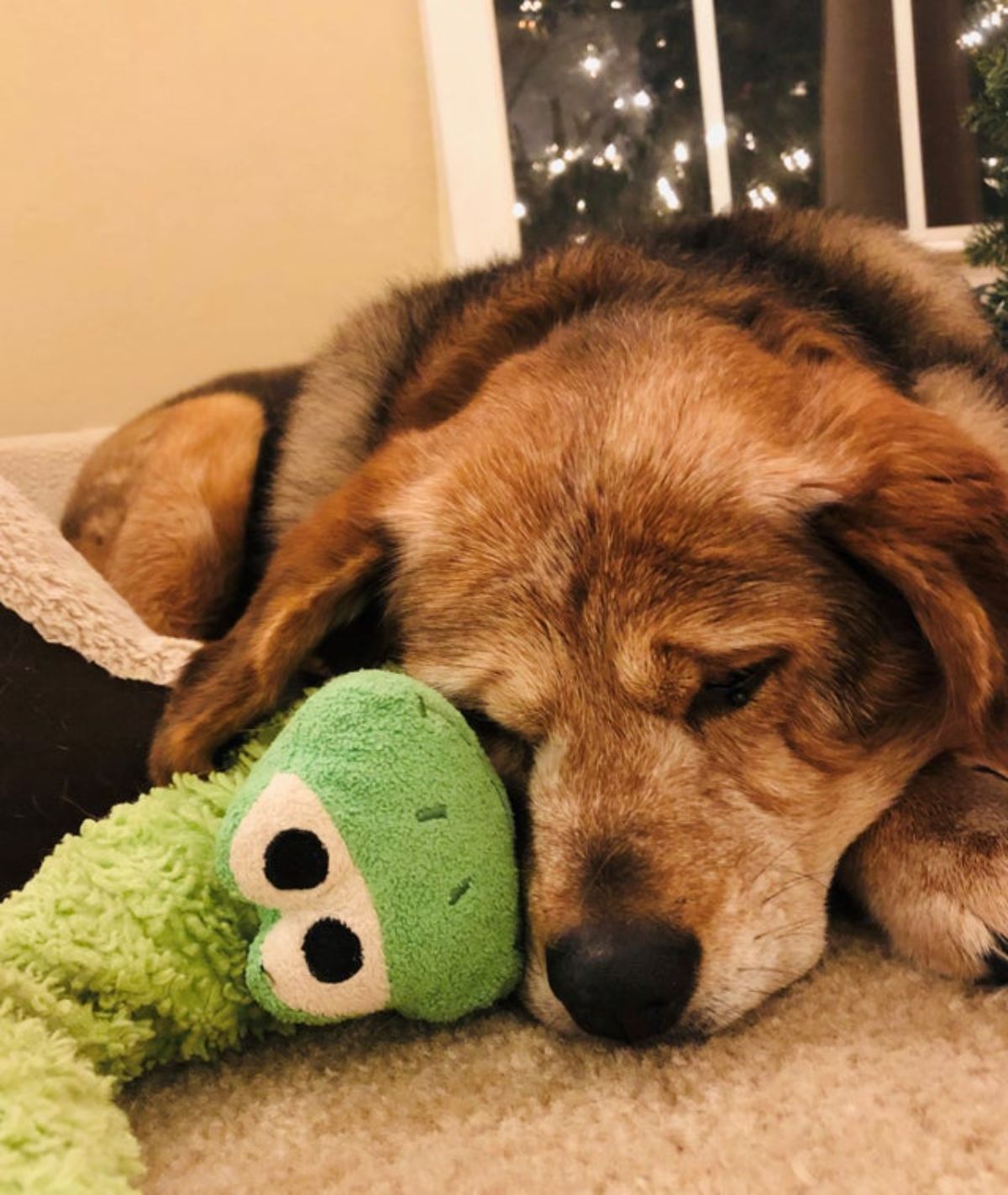 old brown dog sleeping on the floor with a stuffed green toy by the face