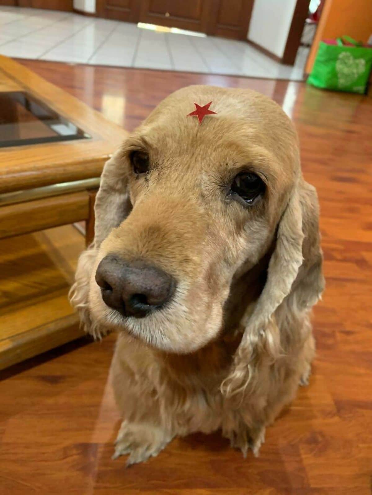 old brown dog with a red star pasted on the forehead