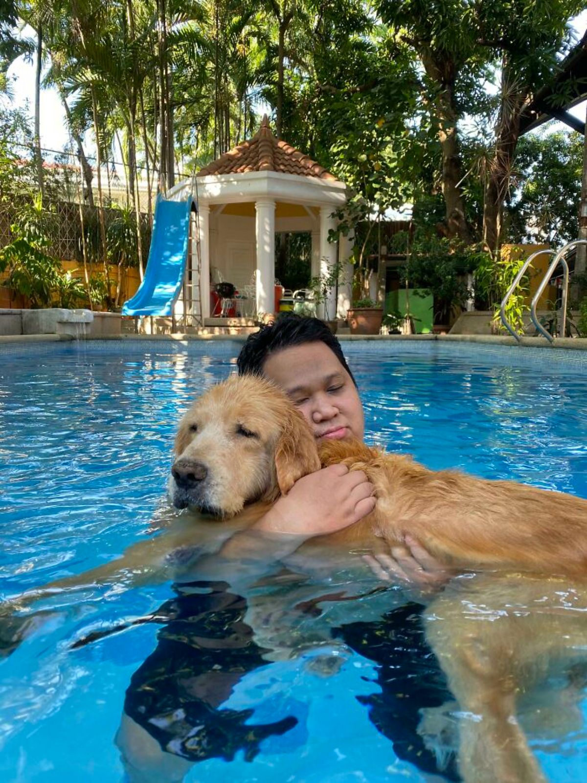 old golden retriever in a swimming pool being hugged by a man
