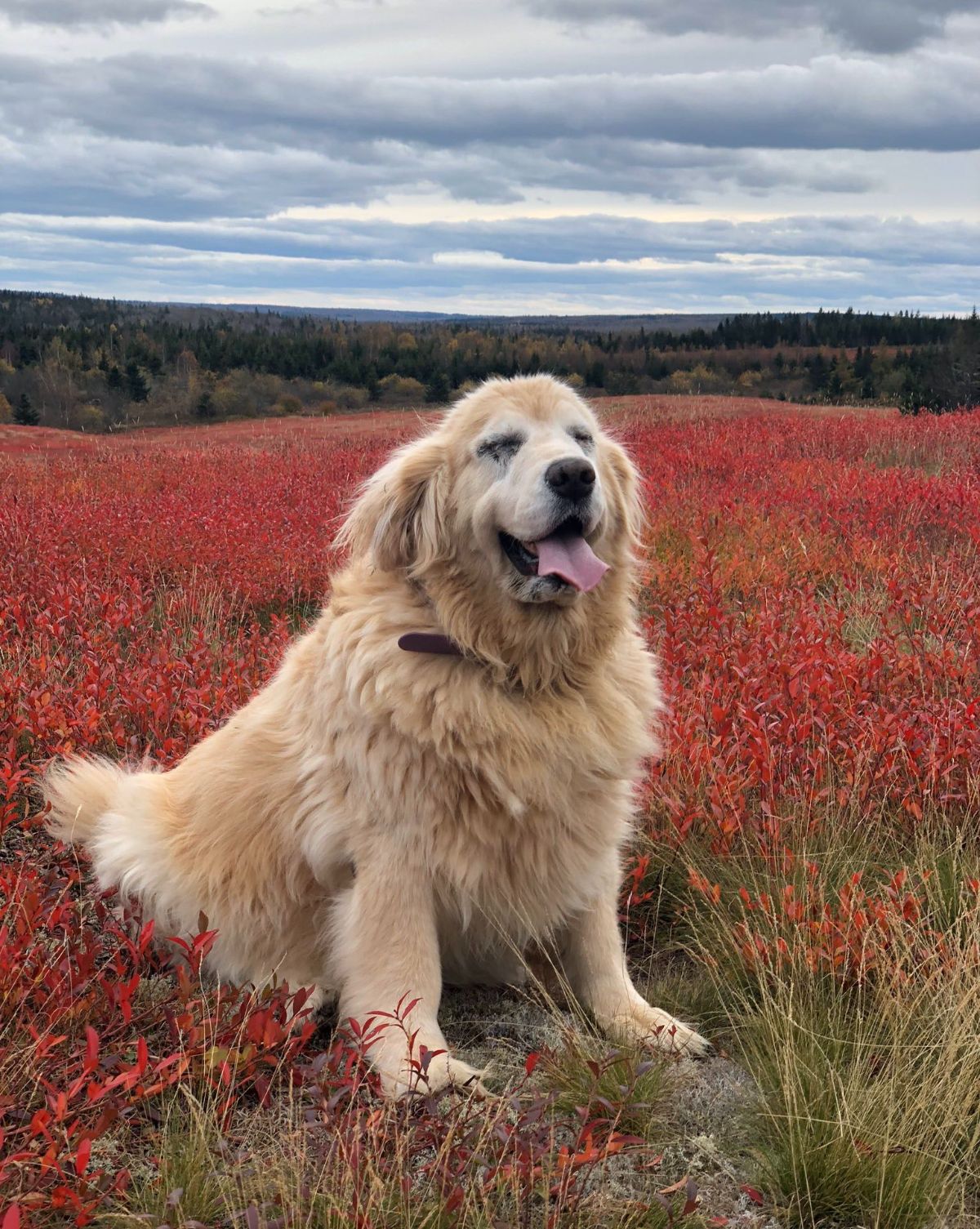old golden retriever sitting in a field of red flowers