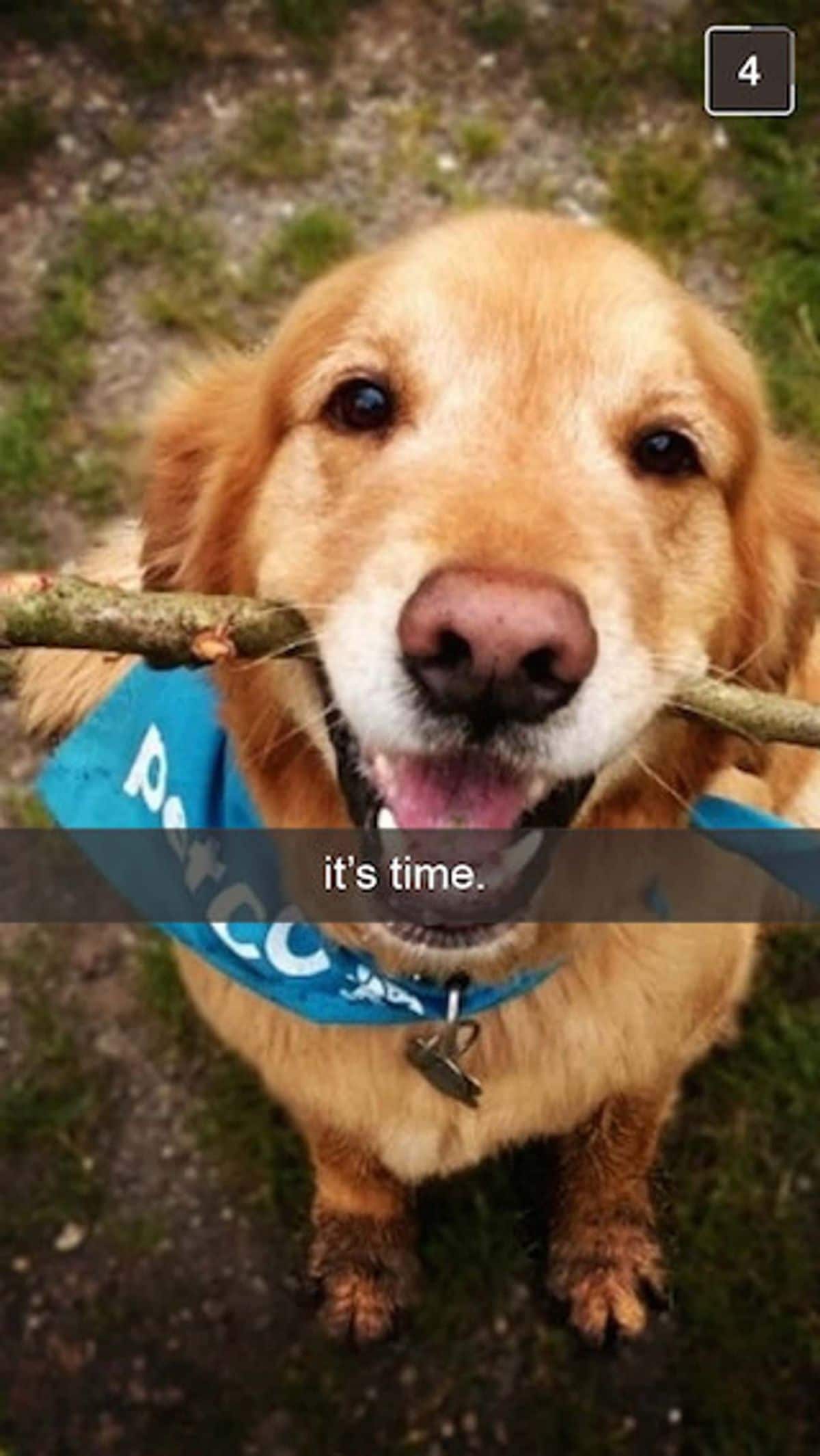 old golden retriever with blue bandana and stick in the mouth with the caption it's time