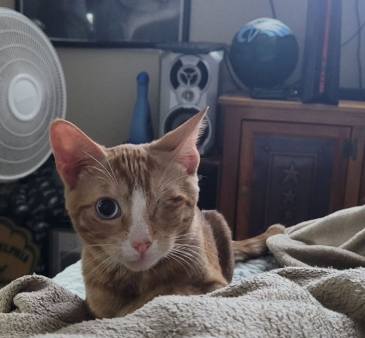 one eyed orange and white cat laying on a brown blanket