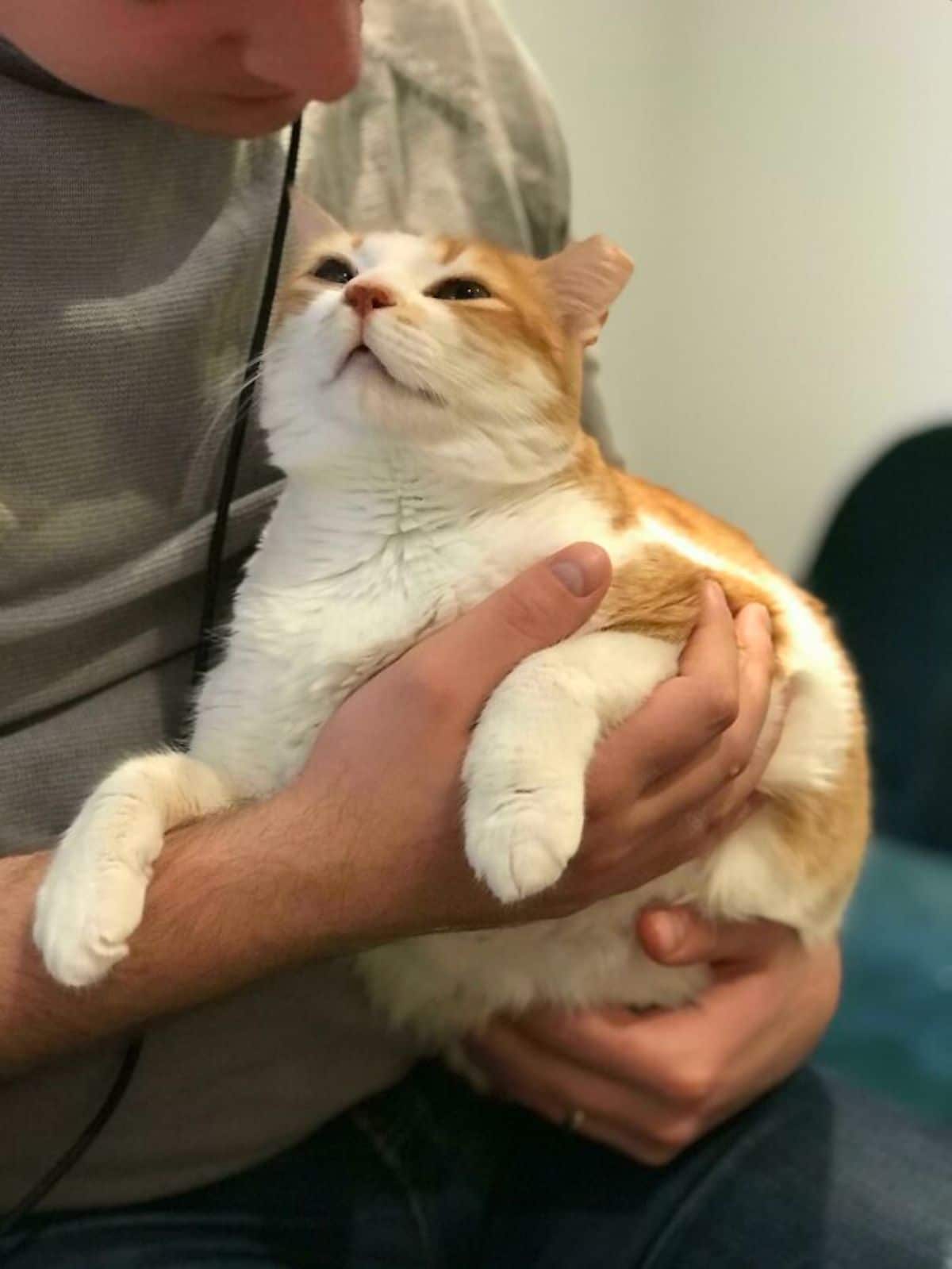 orange and white cat being held by someone and looking up lovingly