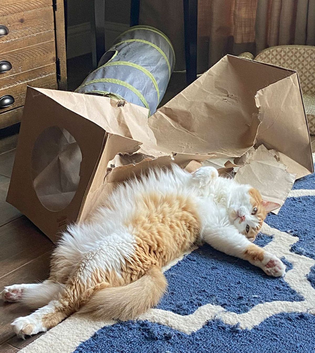 orange and white cat laying belly up on the floor next to a destroyed cardboard cat tunnel