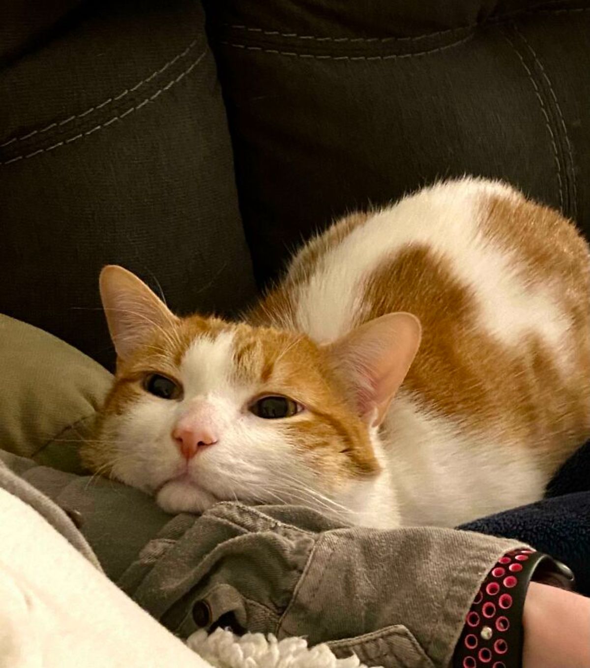 orange and white cat laying on someone's arm and looking up lovingly