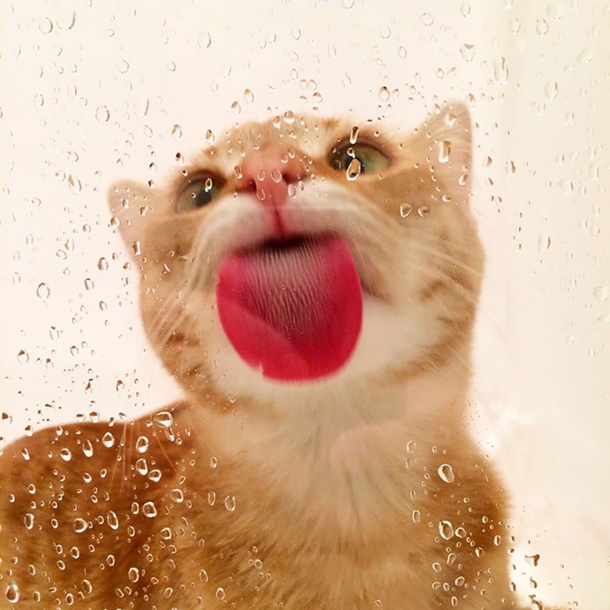 orange and white cat licking a glass with water droplets on it