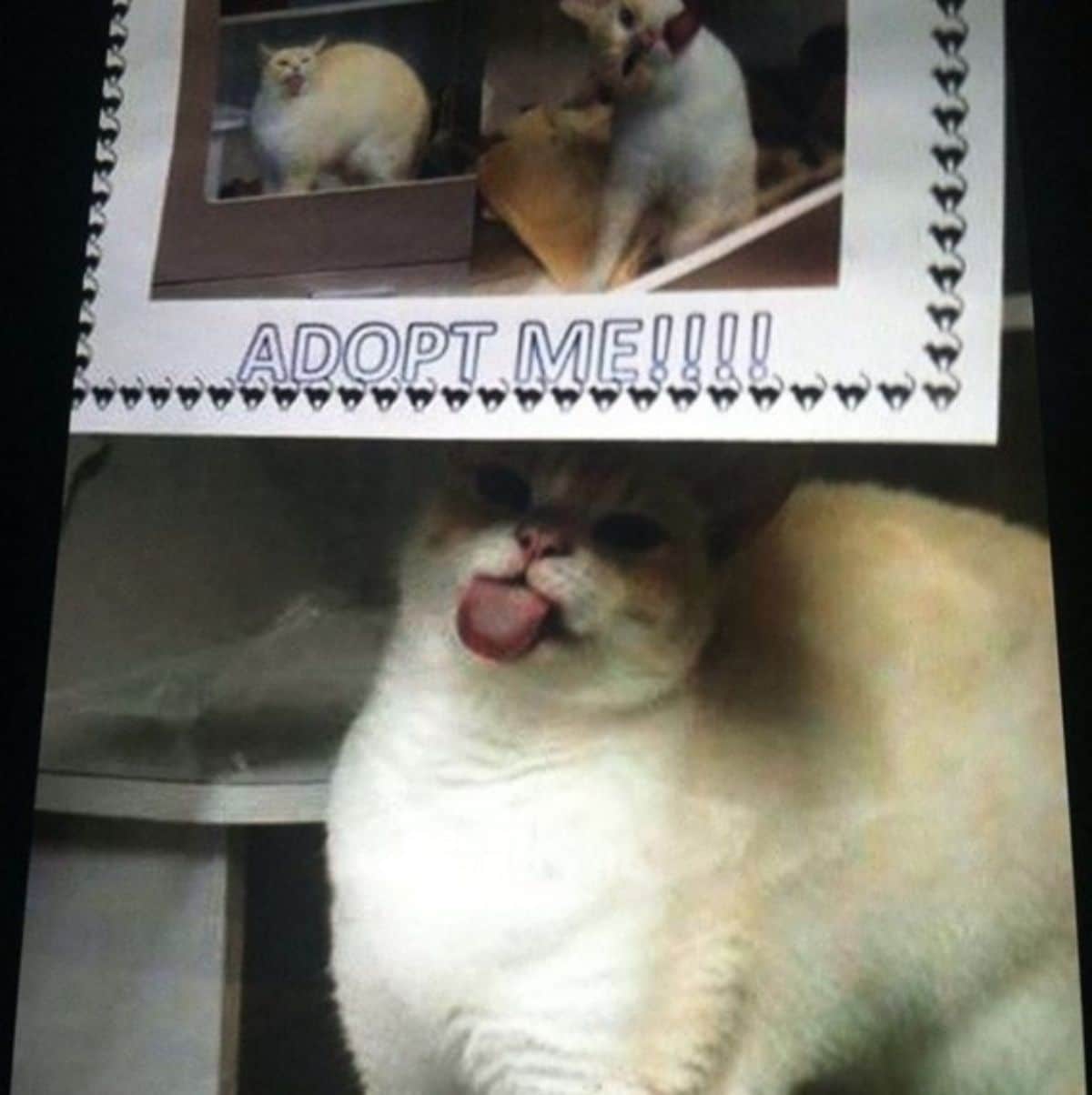 orange and white cat licking a glass under an adopt me sign